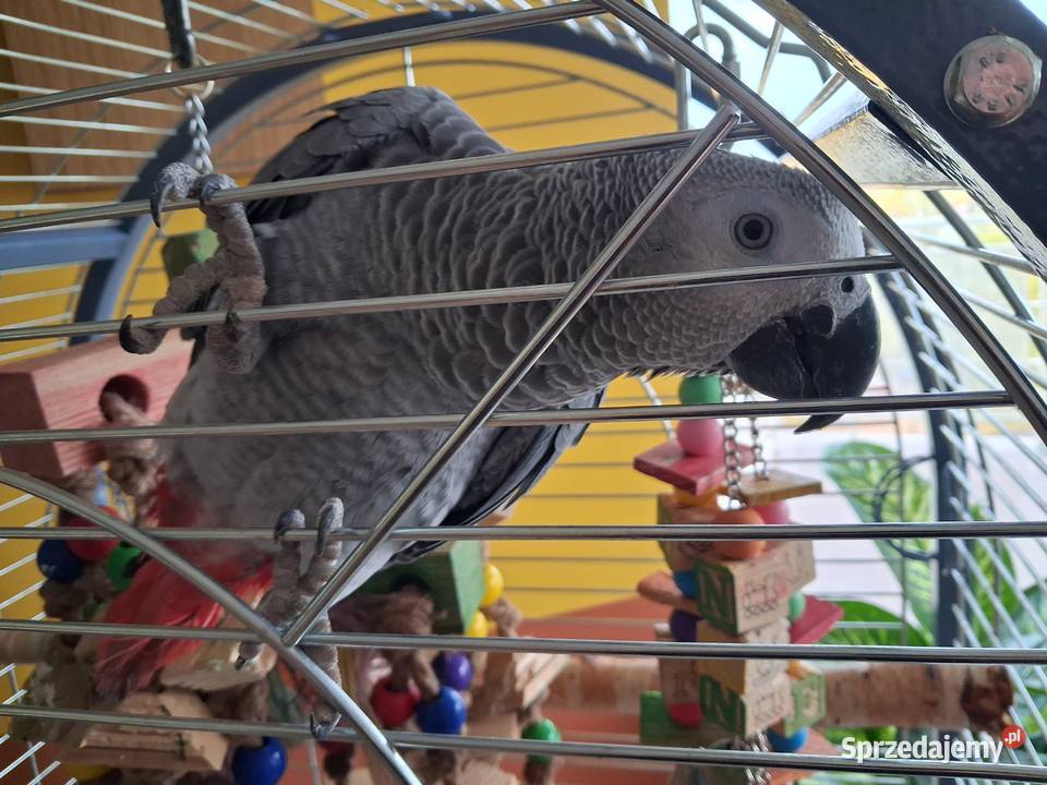 Żako Kongijskie młody samiecDuży okaz lubuskie Gorzów Wielkopolski