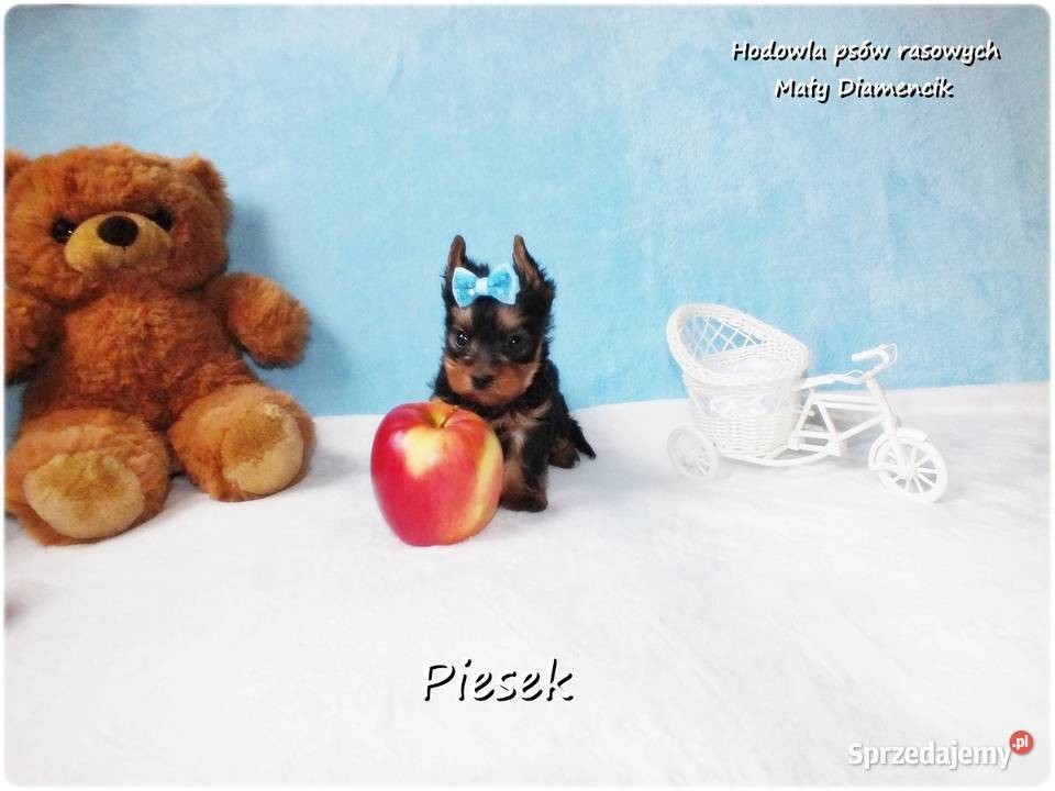 Maleńki piesek York Yorkshire Terrier z