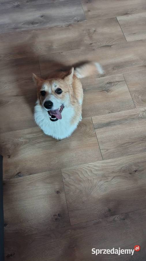 Welsh Corgi Pembroke FCI Panki sprzedam