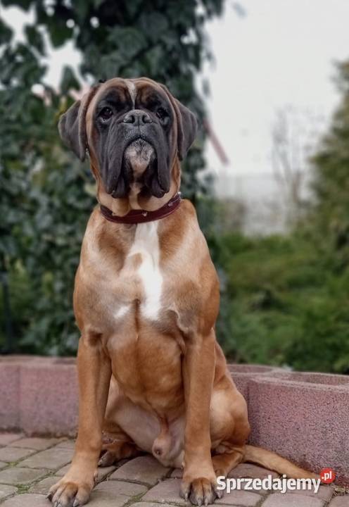 Bokser szczeniak ojciec Fci okazja sprzedam