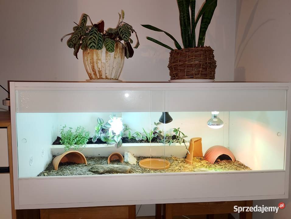 Żółw gwiaździsty lądowy terrarium śląskie Bielsko-Biała