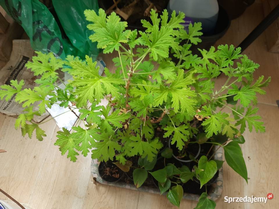 Geranium anginka cytrynka lecznicza roślina w Morąg