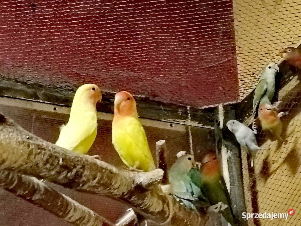 Sprzedam papużki nierozłączki Gdynia