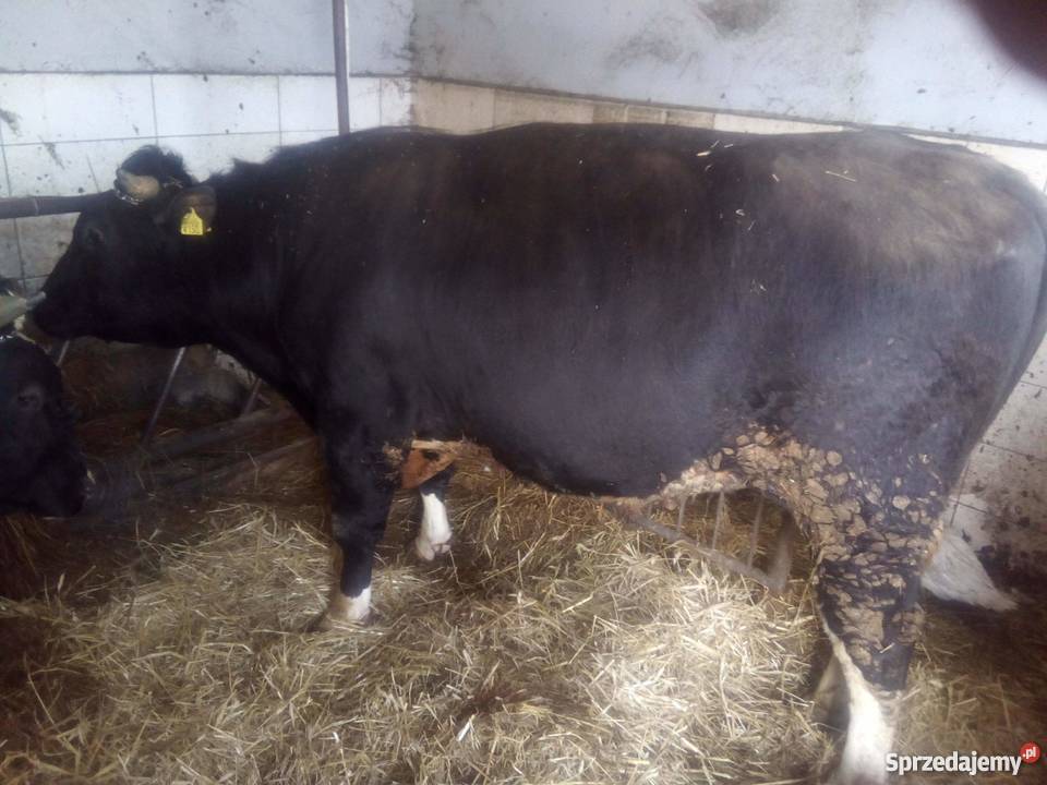 sprzedam byki 10 Wręczyca