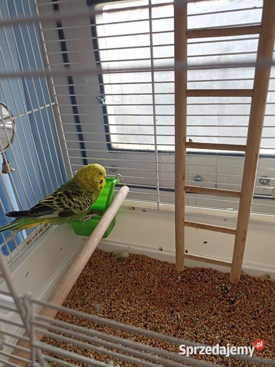 Oddam papugę falistą klatka wyposażeniem wiadro Pruszków