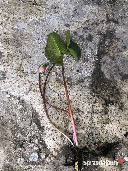 Lilie wodne do stawów i oczek wodnych