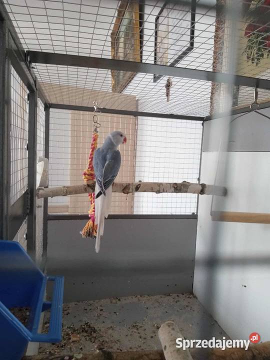 Młoda Aleksandretta Nakło nad Notecią