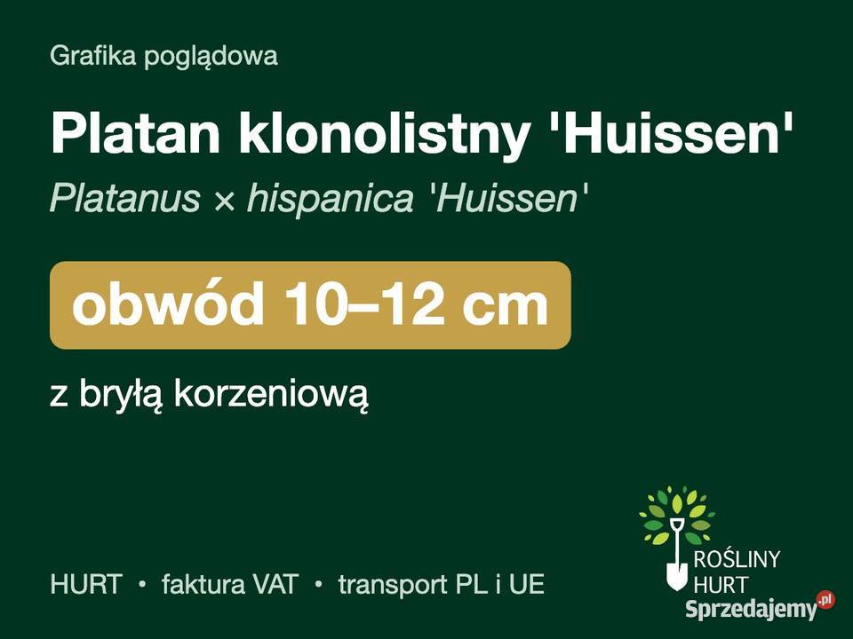 Platan klonolistny Huissen obwód 1012 z bryłą