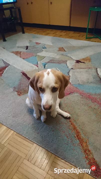 Pies rasy Beagle na sprzedaż Lublin