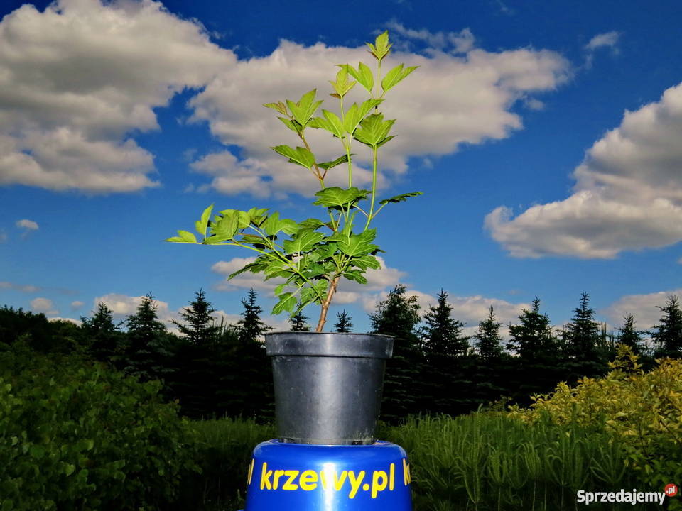 Kalina koralowa miododajna kwitnąca Miododajny Wisznice