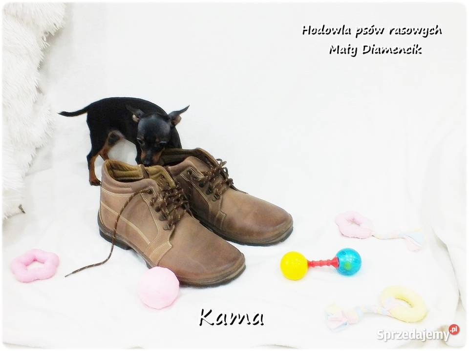 Pinczer miniaturowy Ratlerek Suczka KAMA z Żary sprzedam
