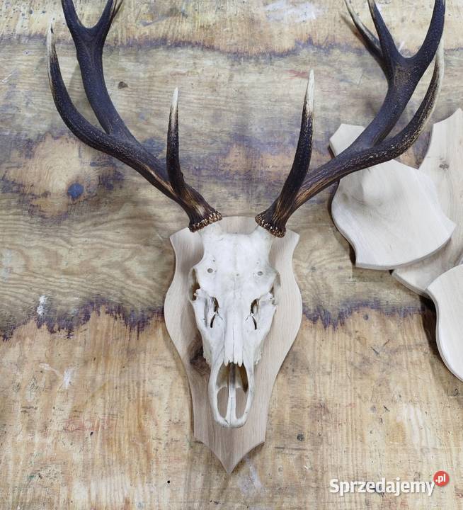 Deska na poroże Postolice