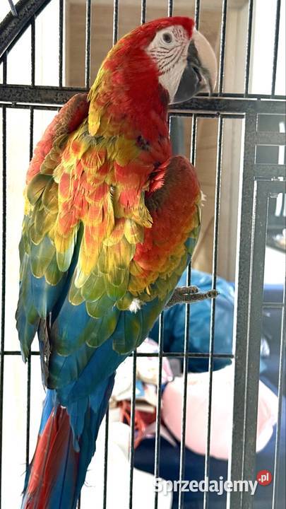 Ara Tropikana F2 śląskie Pyrzowice