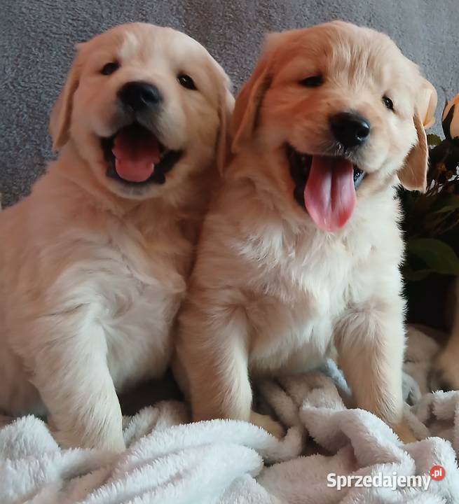 Golden Retriever z rodowodem Toruń
