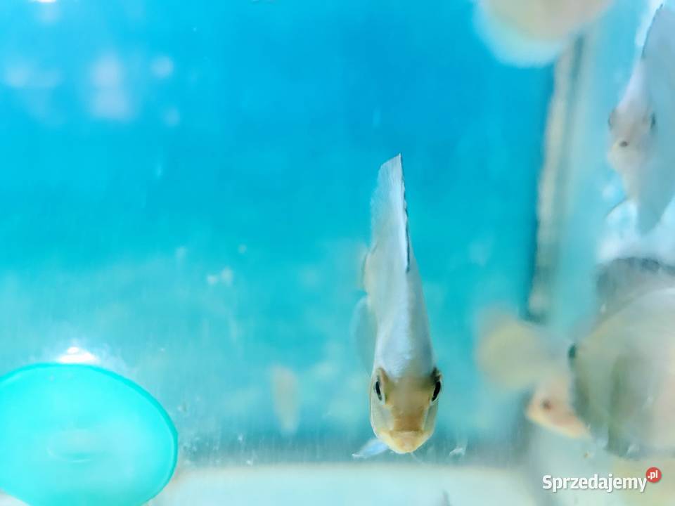 Dyskowce Blue diamond Lublin