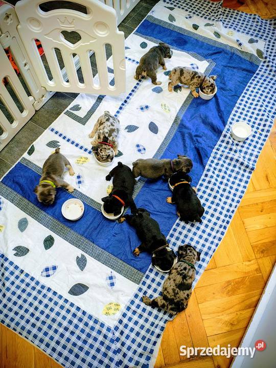 Cudowne maluszki buldog francuski VanDogs Staszów sprzedam
