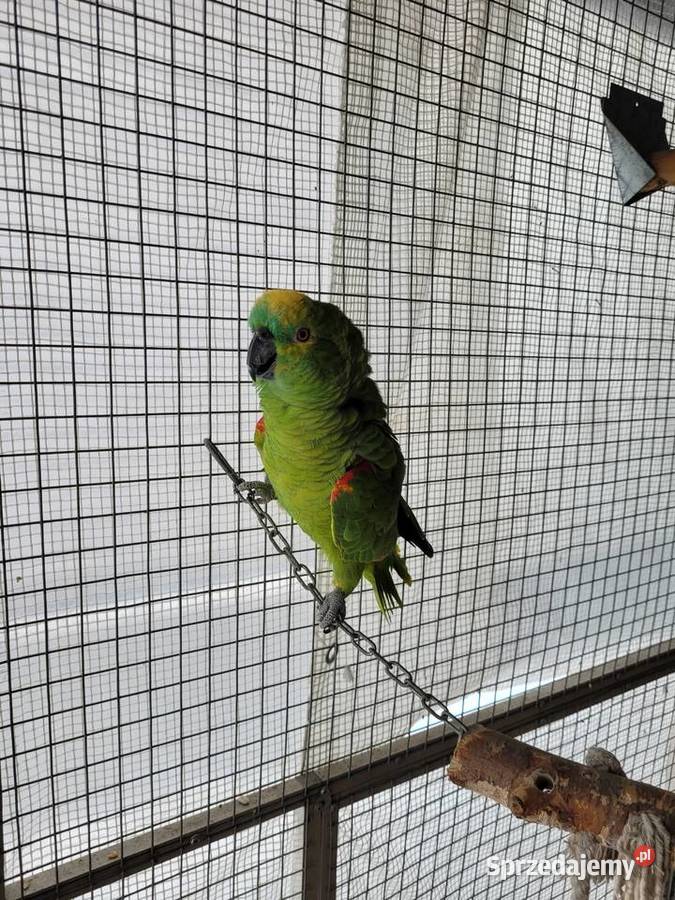 Amazonka niebieskoczelna szuka nowego domu śląskie Kleszczów