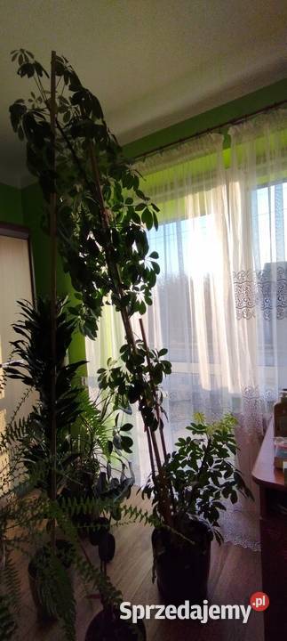 Szeflera mazowieckie Lipowiec Kościelny