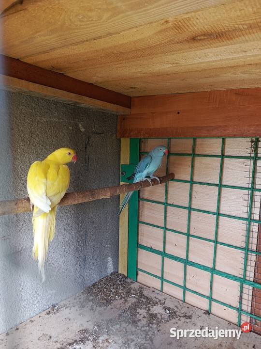 Aleksandretty samice Pszów