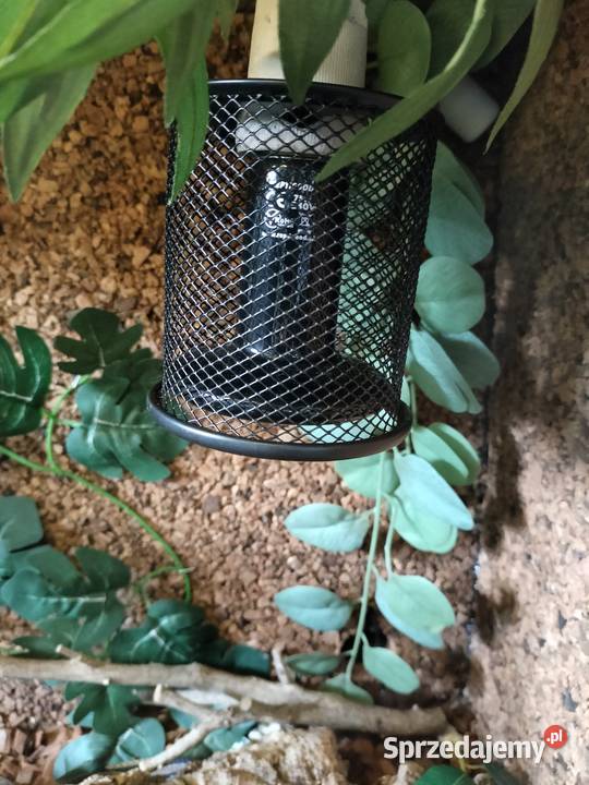 Terrarium wąż Pyton królewski regius Zwierzęta