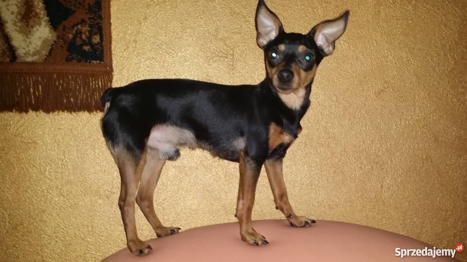 Oddam ratlerka miniaturkę reproduktora