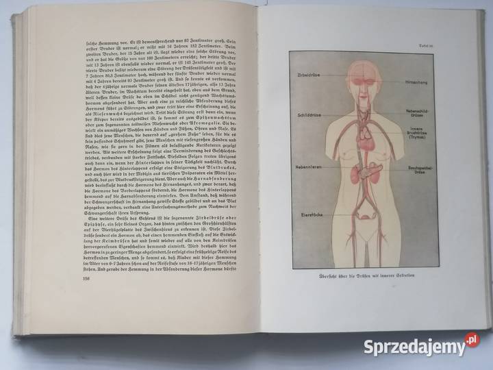 książka anatomia ciała 1936r DrHerbert Michael Piotrków Trybunalski sprzedam