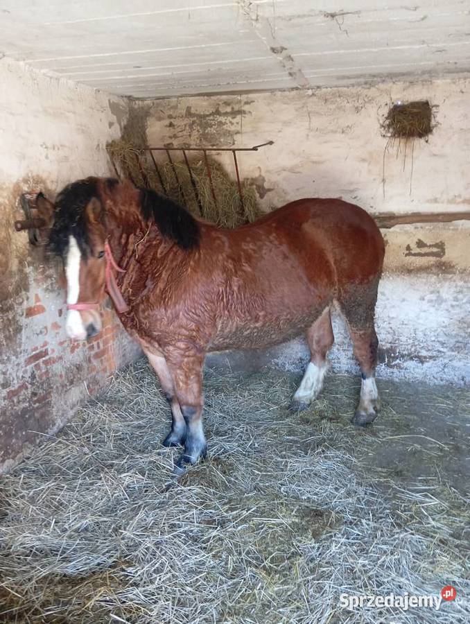 Klacze zimnokrwiste Annopol