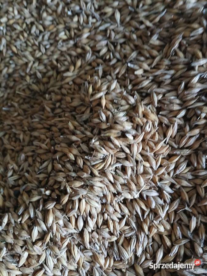 Jęczmień Sprzedam Jodłowa