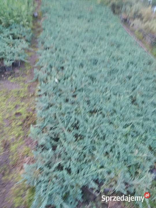 Jałowiec Blue Carpet około 30 P9 Wawrzeńczyce
