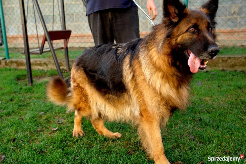 Owczarek niemiecki długowłosy szczeniaki okazja