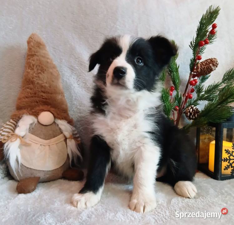 Border collie suczki Grudziądz