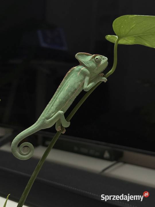 Kameleony Jemeńskie młode 3 miesięczne Legionowo