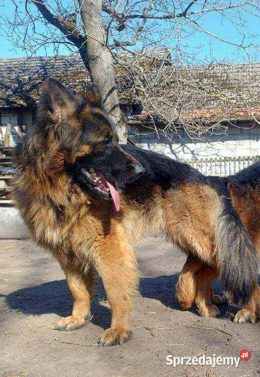 Sprzedam Pieska Głuchów