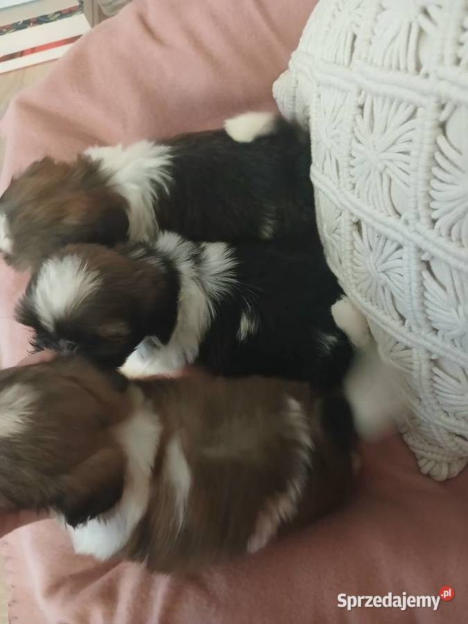 Shih tzu sliczny chłopczyk Katowice