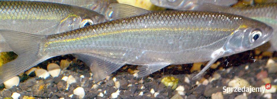 Ukleja narybek Jasło