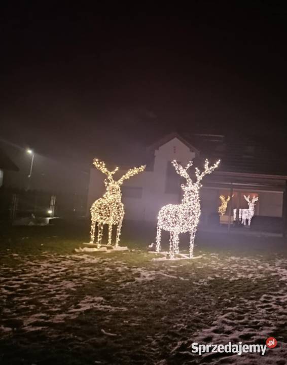 Renifer XXXL 27m Turowola