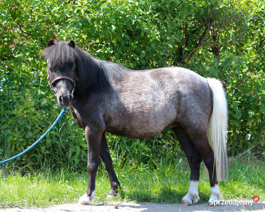 13letnia klacz kuca szetlandzkiego z Oborniki