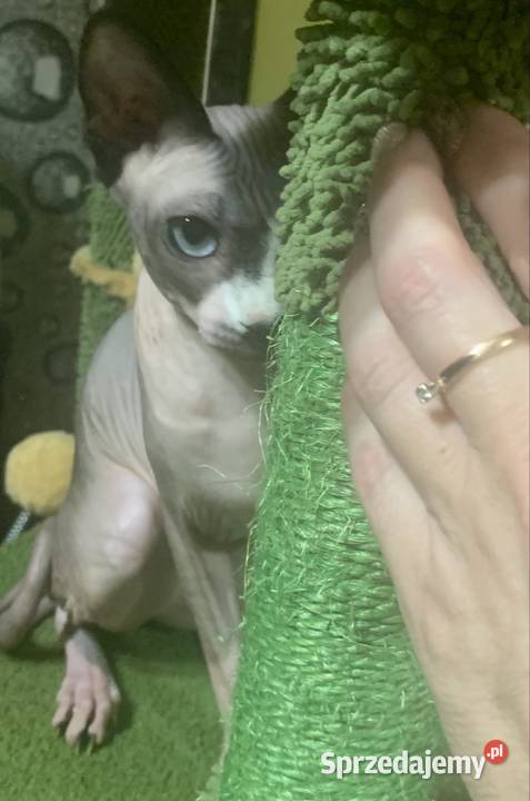 Sfinks Kanadyjski Do odbioru koteczką Rodowód Leszno sprzedam