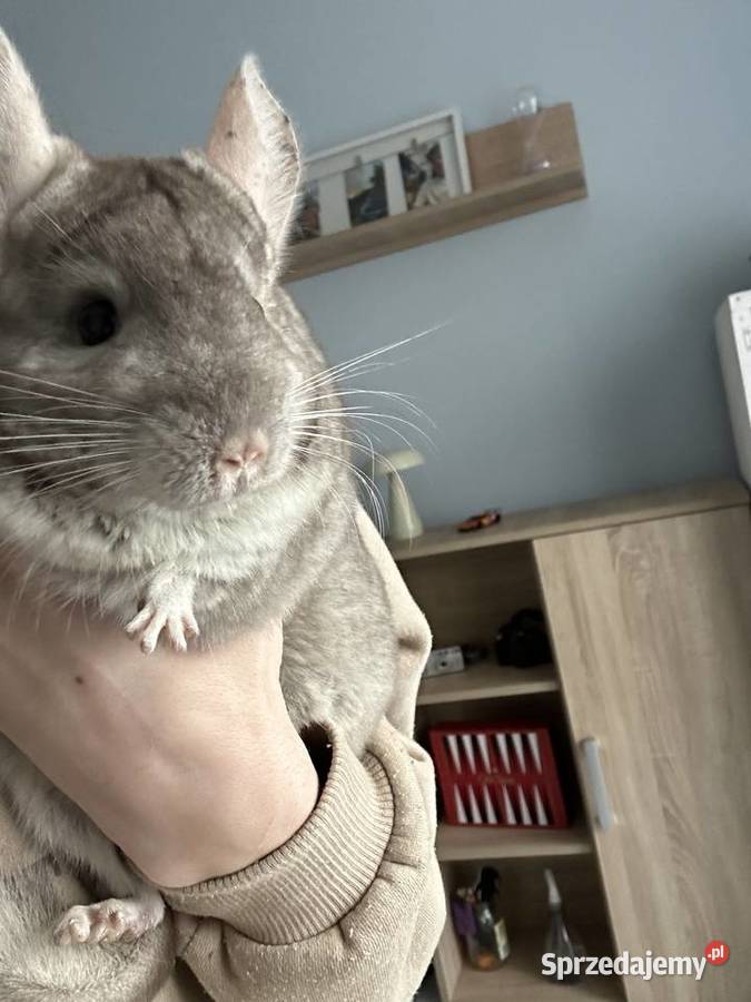 Sprzedam szynszyle samiec i samica śląskie sprzedam