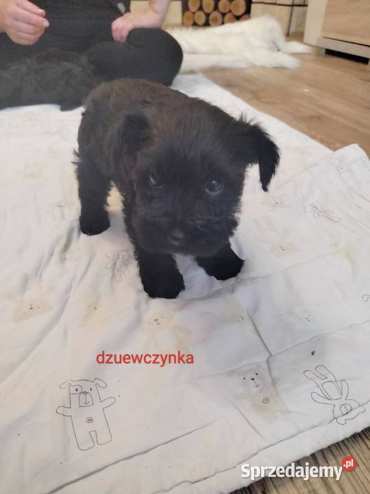 Sznaucer miniaturowy Truskolasy