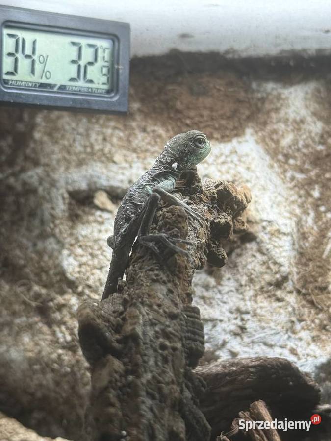 Agama Błotna Physignathus cocincinus śląskie Częstochowa