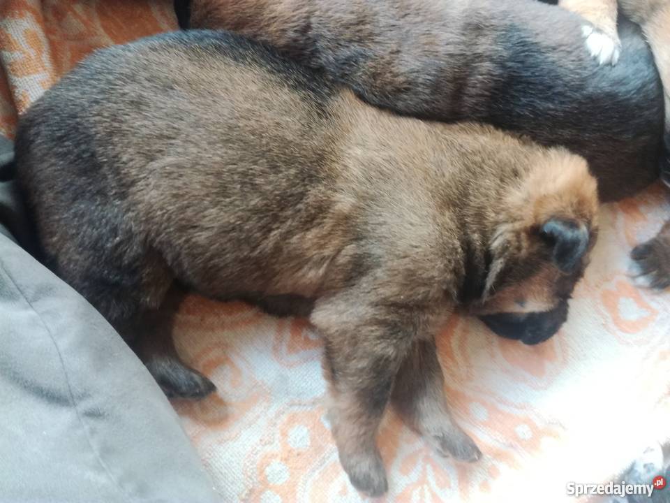 Szczenięta owczarka niemieckiego sprzedam