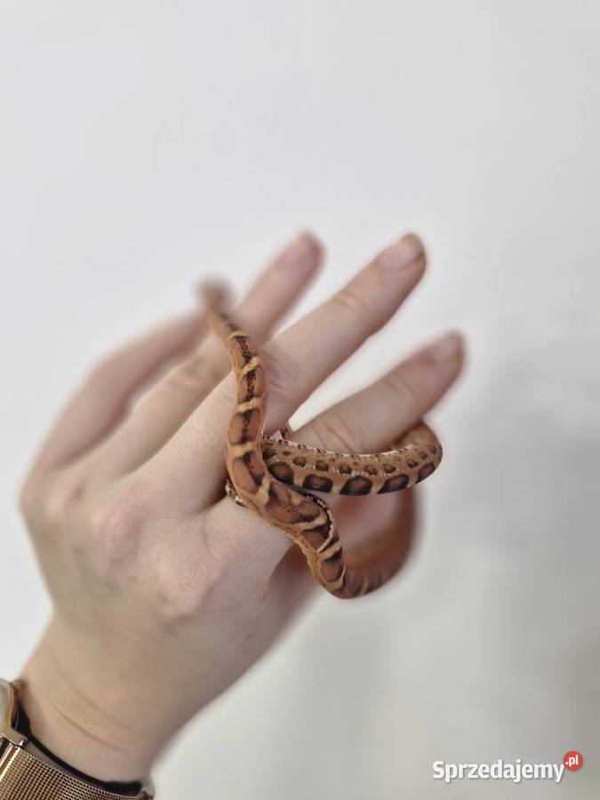 Węże zbożowe Palmetto I Scaleless Gady i płazy sprzedam