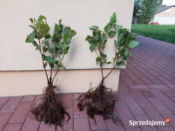 Sadzonki Pęcherznicy sprzedam