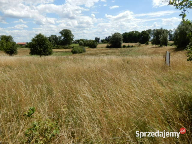 Syndyk sprzeda działki o numerze 10 281 2231 312 Trzeszyn sprzedam