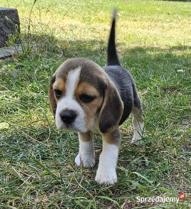Cudowne szczeniaczki Beagle FCI ZKwP championie Mińsk Mazowiecki