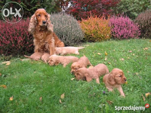złote szczeniaki cocker spaniel Malec sprzedam