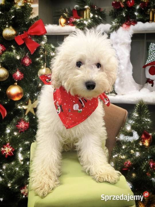 BAKUŚ Piesek Rasy PUDEL TOY o umaszczeniu białym sprzedam