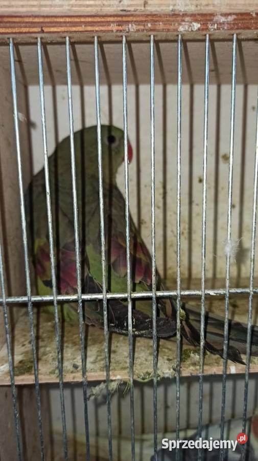 Papugi górskie samce dorosłe i młode małopolskie Przeginia