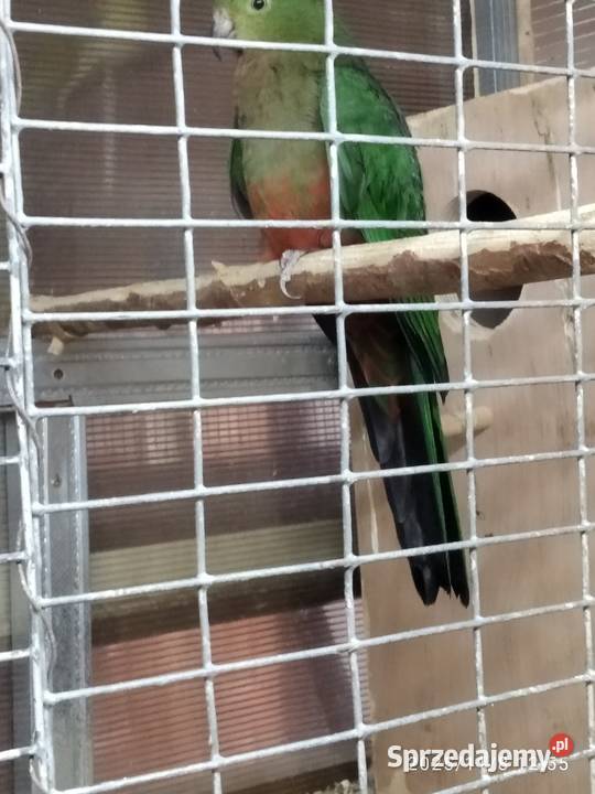 Szkarłatka sprzedam samica Świerklany